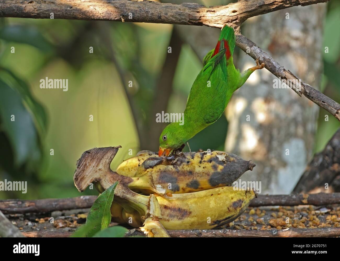 Perroquet vernal suspendu (Loriculus vernalis) adulte à la table d'oiseau, suspendu pour nourrir Kaeng Krachan, Thaïlande Novembre Banque D'Images