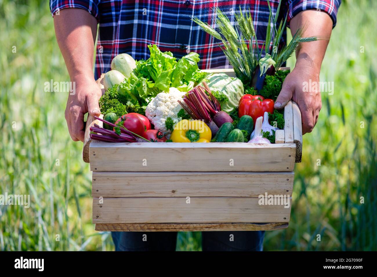 Boîte en bois avec légumes frais de ferme gros plan dans les mains des hommes. Vue rapprochée. Concept de récolte. Banque D'Images