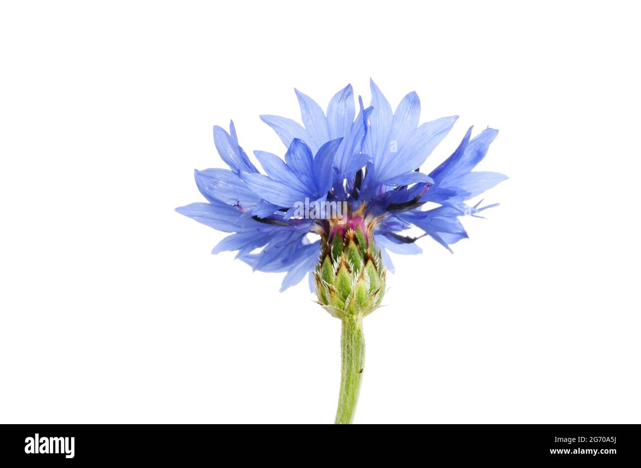 Le cornflower, Centaurea cyanus, isolé contre le blanc Banque D'Images