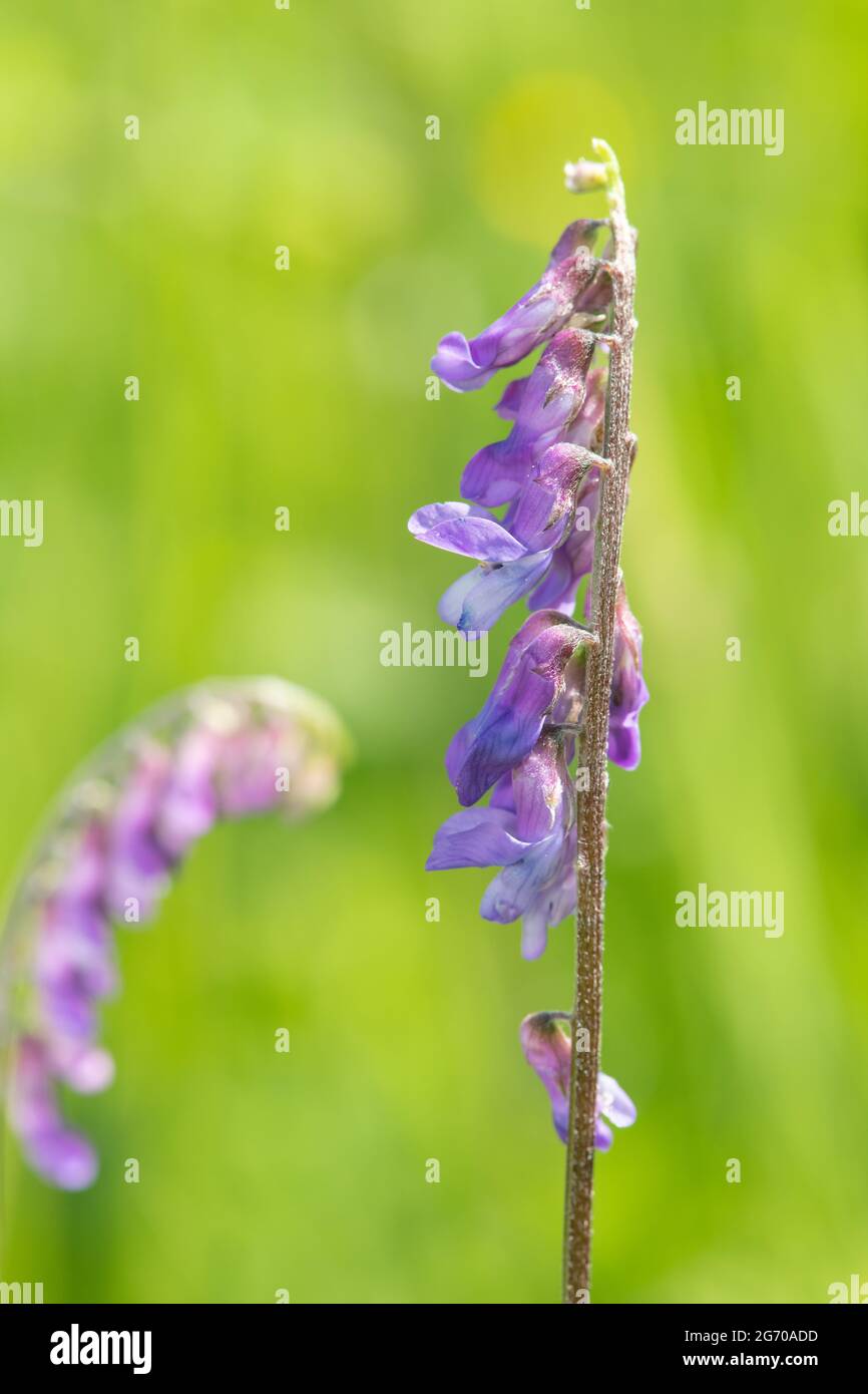 Photo macro d'une plante de vetch tuftée (vicia craca) en fleur Banque D'Images