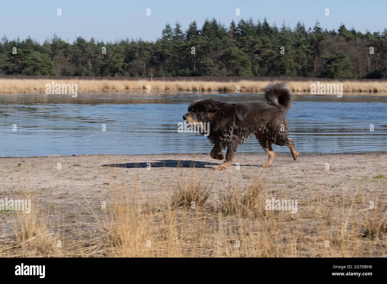 A Dog aime courir dans l'eau et nager dans un étang dans un espace naturel, les animaux de compagnie actifs en plein air Banque D'Images