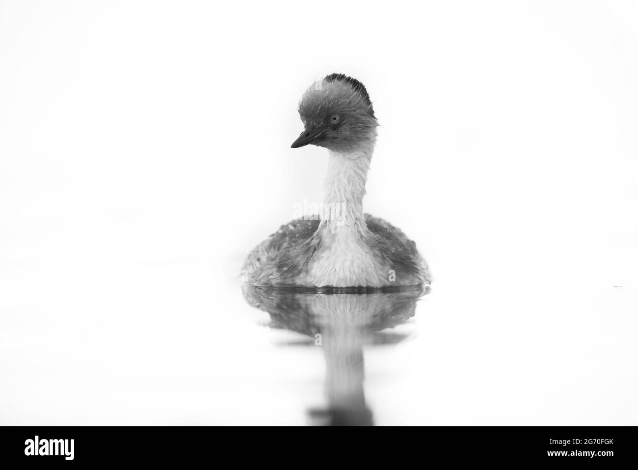 Grèbe argenté, Podiceps Occipitalis, baignade dans le lagon de Pampas, province de la Pampa, Patagonie, Argentine. Banque D'Images