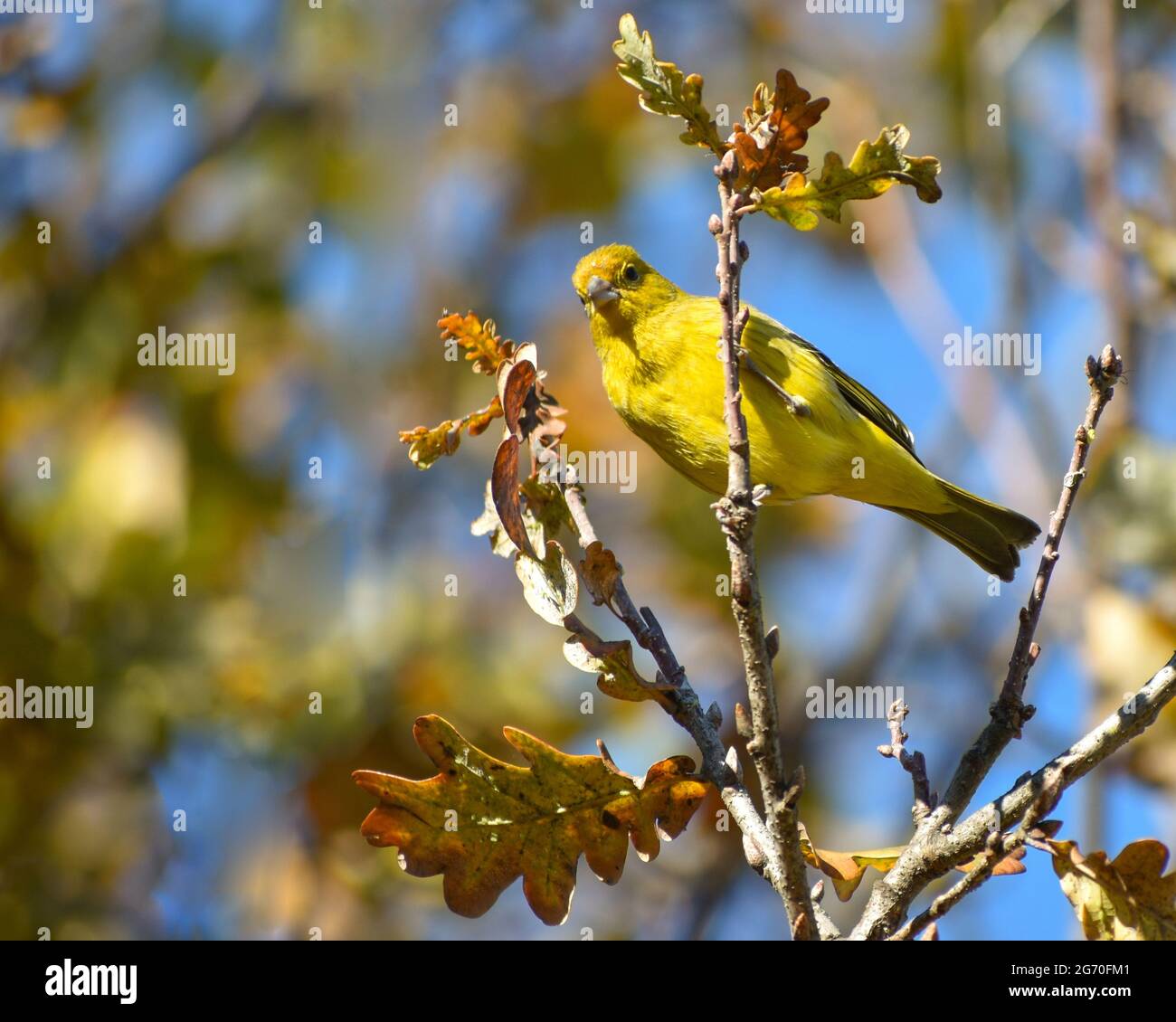 Safran finch, Sicalis flaveola, un tanger, vu dans la ville de Buenos Aires Banque D'Images
