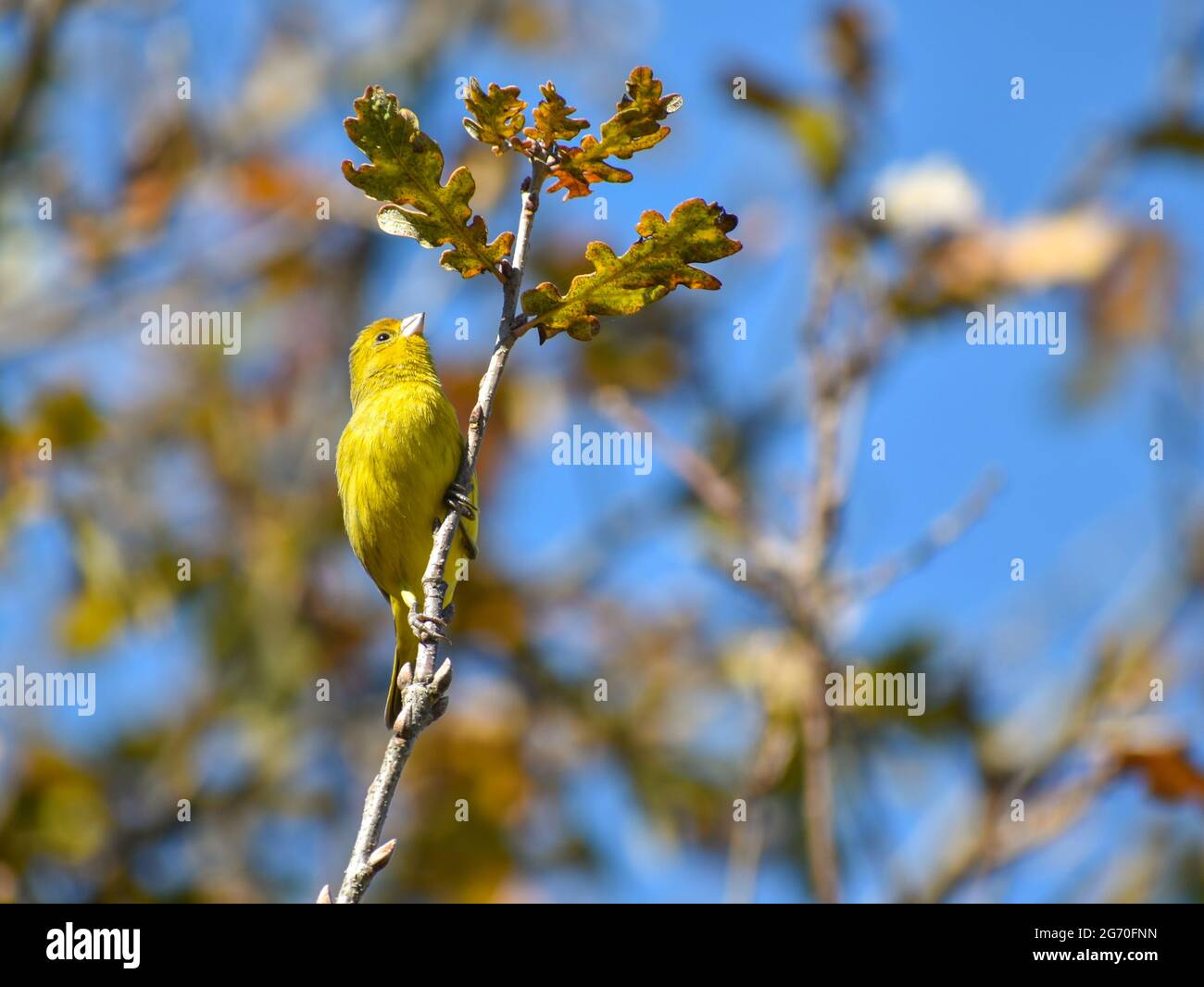 Safran finch, Sicalis flaveola, un tanger, vu dans la ville de Buenos Aires Banque D'Images