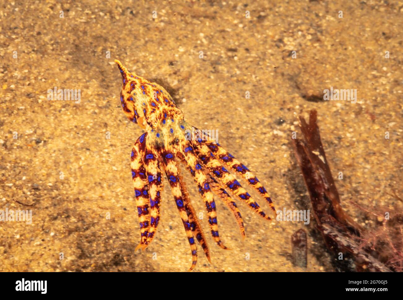 L'Octopus de l'anneau bleu du Sud, Hapalochlaena maculosa, est le plus venimeux de tous les poulpes et a une durée de vie d'environ 1 1/2 ans. Australie méridionale Banque D'Images