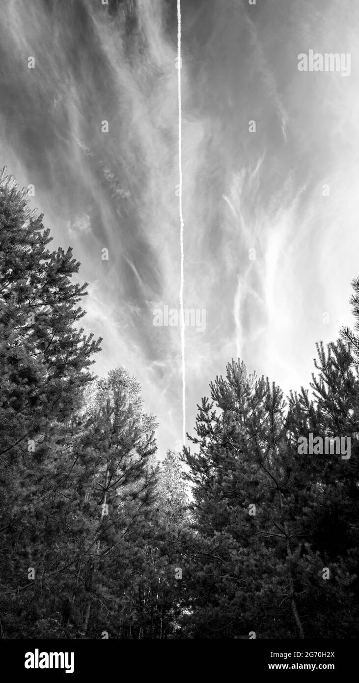 Forêt de pins et pistes aériennes blanches dans le ciel Banque D'Images
