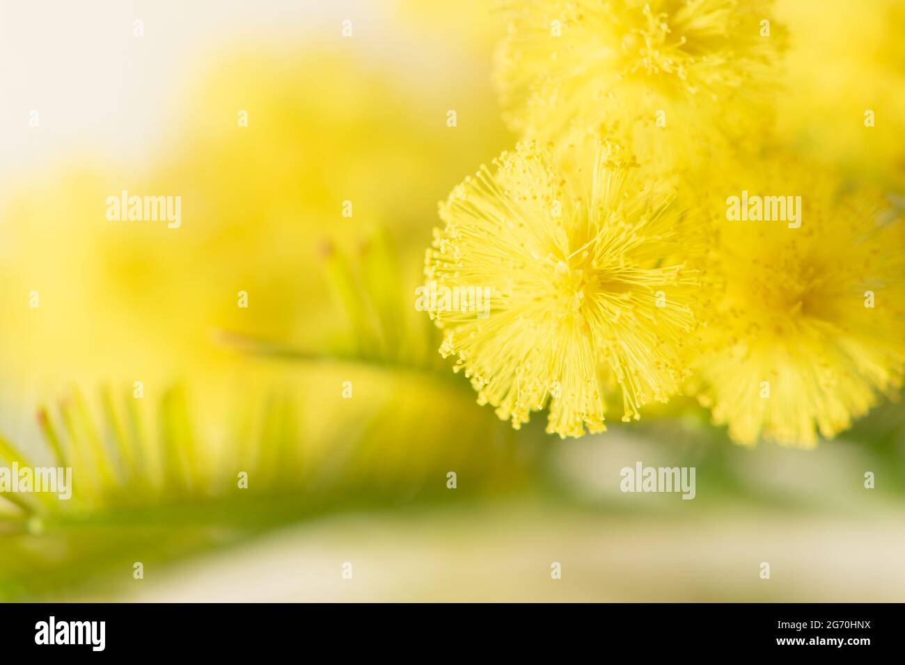 Mimosa fleurs acacia dealbata en fleur. Symbole de la journée internationale de la femme le 8 mars. Arrose argent ou bleu. Palette de couleurs jaune . Très bon Banque D'Images