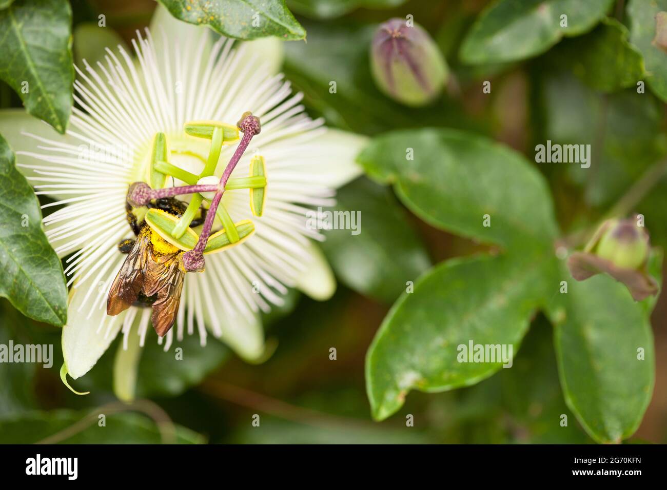 Abeille pollinisant blanc passion fleur, gros plan Banque D'Images