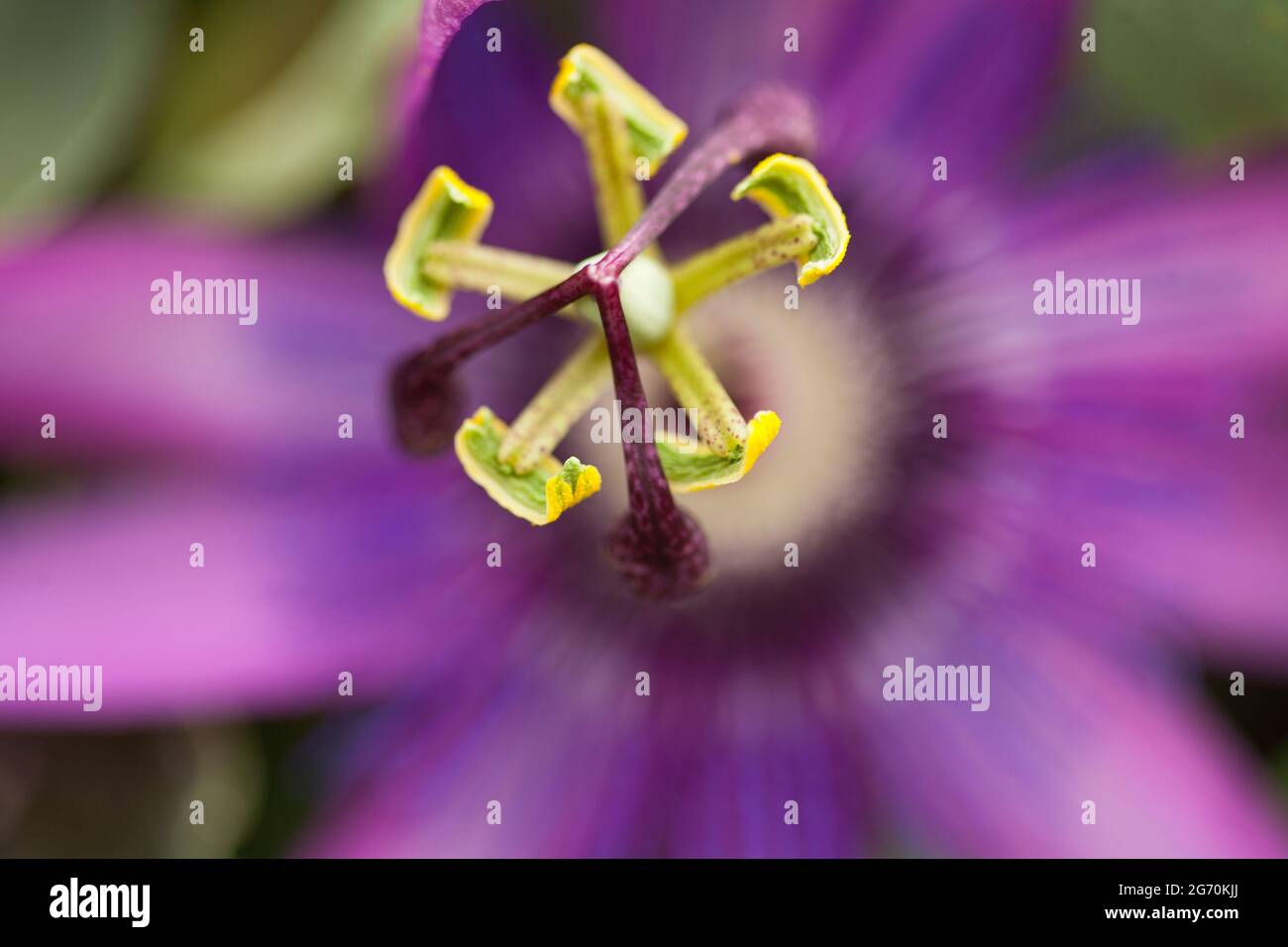 Gros plan, fleur de passionette violette Banque D'Images