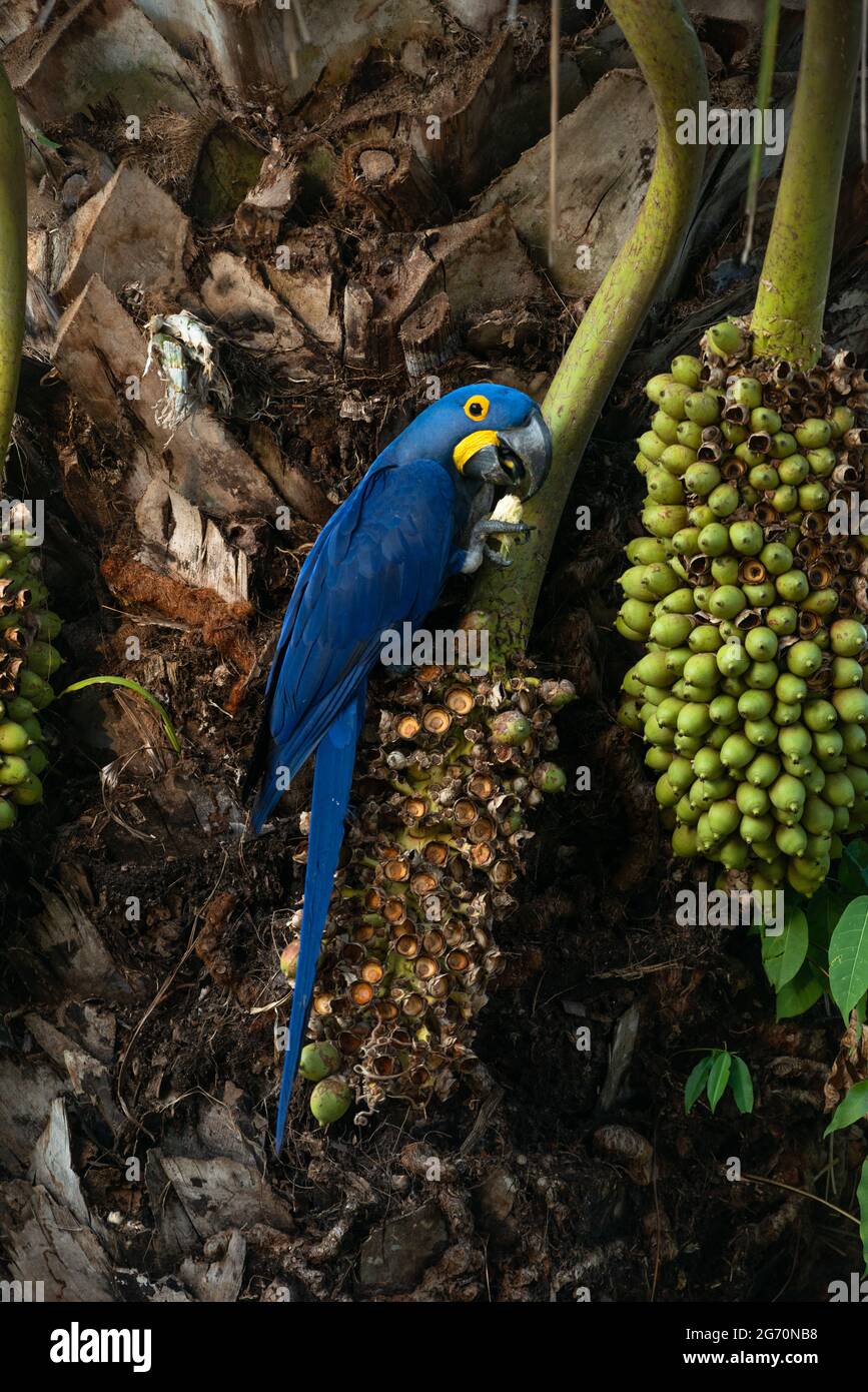 Une macaw de jacinthe (Anodorhynchus hyacinthinus) mangeant les noix d'Acuri (Attalea phalerata) dans le nord du Pantanal, au Brésil Banque D'Images