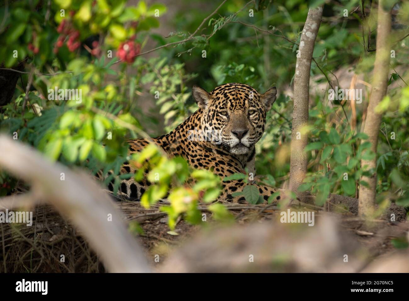 Un Jaguar (Panthera onca) du Nord Pantanal, Brésil Banque D'Images
