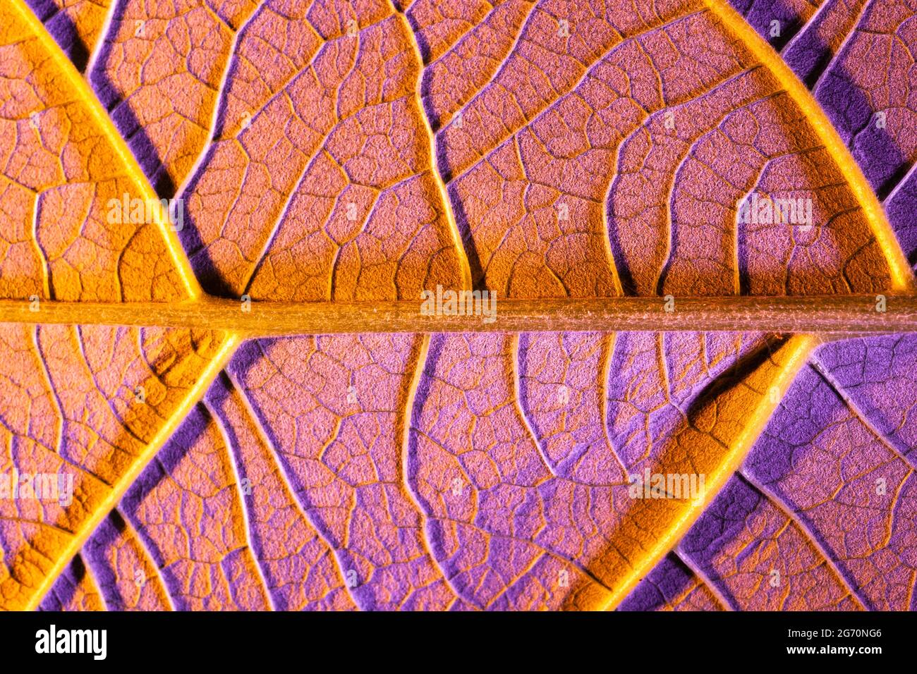 feuille violette gros plan, utiliser comme arrière-plan ou texture Banque D'Images