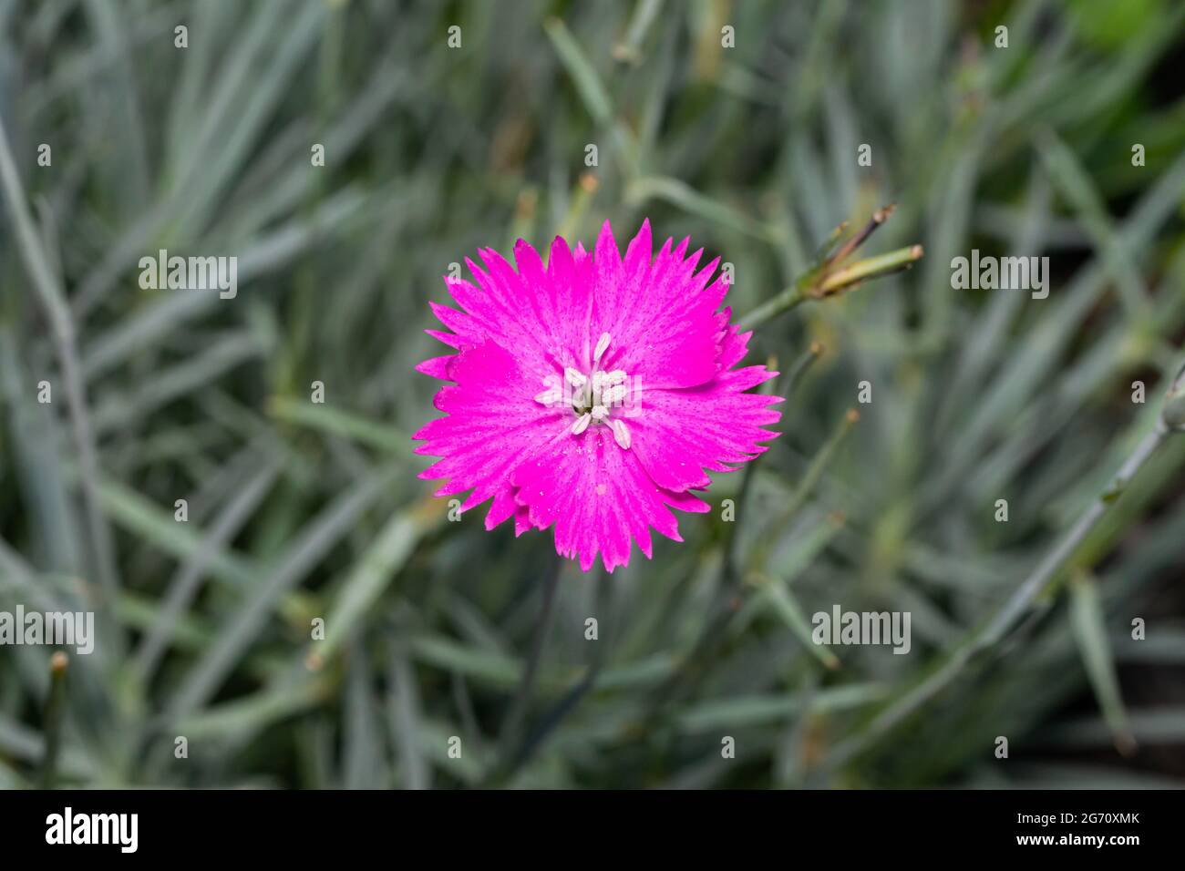 Fleur de Dianthus en été Banque D'Images