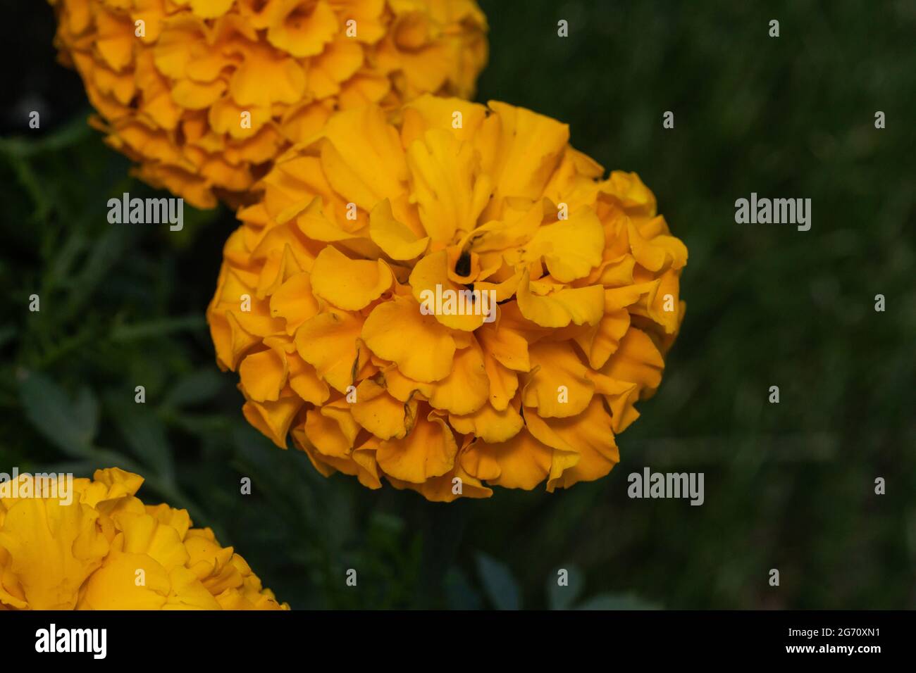 Fleurs Marigold en été Banque D'Images