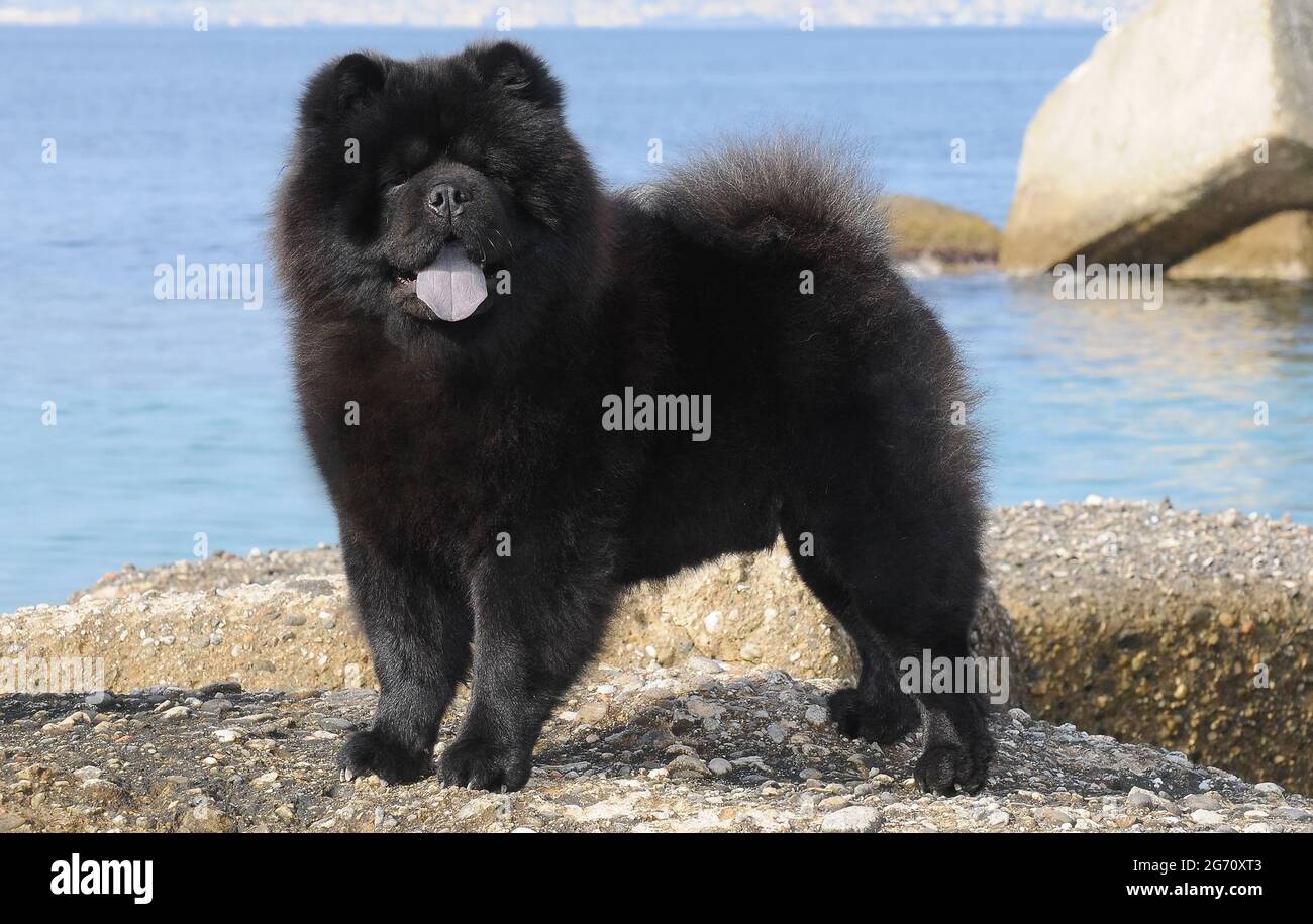grown chow chow