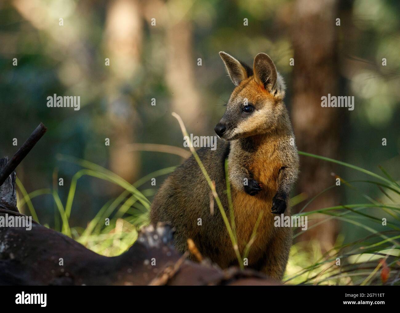 Swamp Wallaby (Wallabia bicolor) Réserve de Raven Street à McDowall, Queensland, Australie Banque D'Images