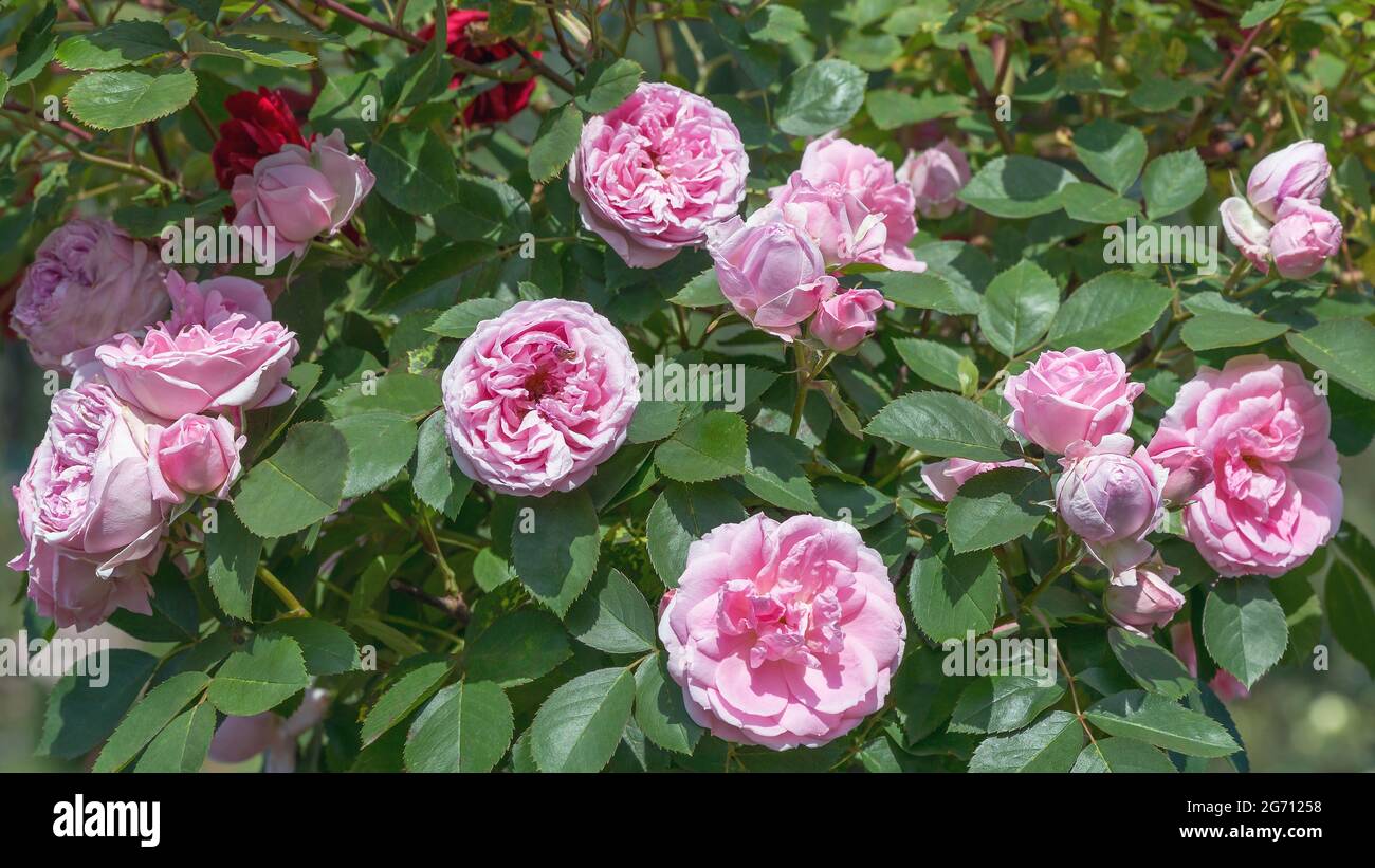 La rose du patrimoine est l'une des roses anglaises les plus belles et les plus populaires. Les fleurs sont parfaitement coupées et de taille moyenne. Banque D'Images