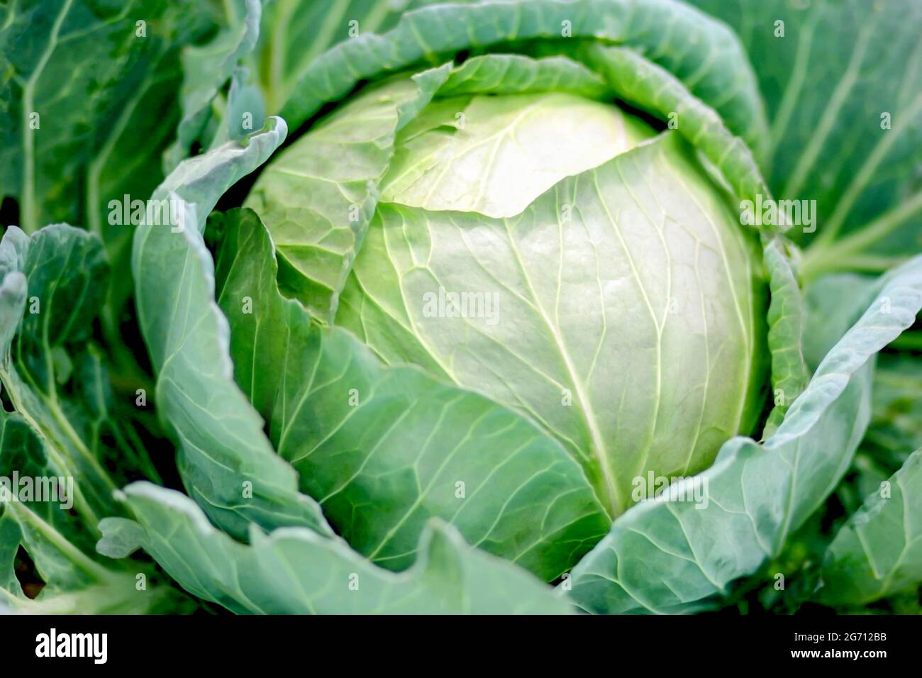 Gros plan de la culture de chou vert frais dans le jardin des légumes Banque D'Images