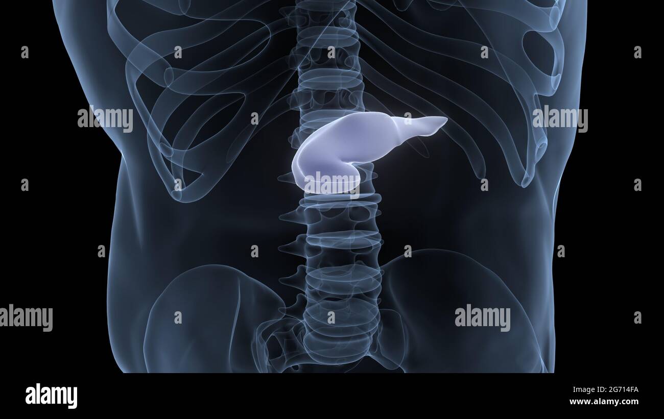Organes internes humains pancréas avec vésicule biliaire Anatomie Banque D'Images