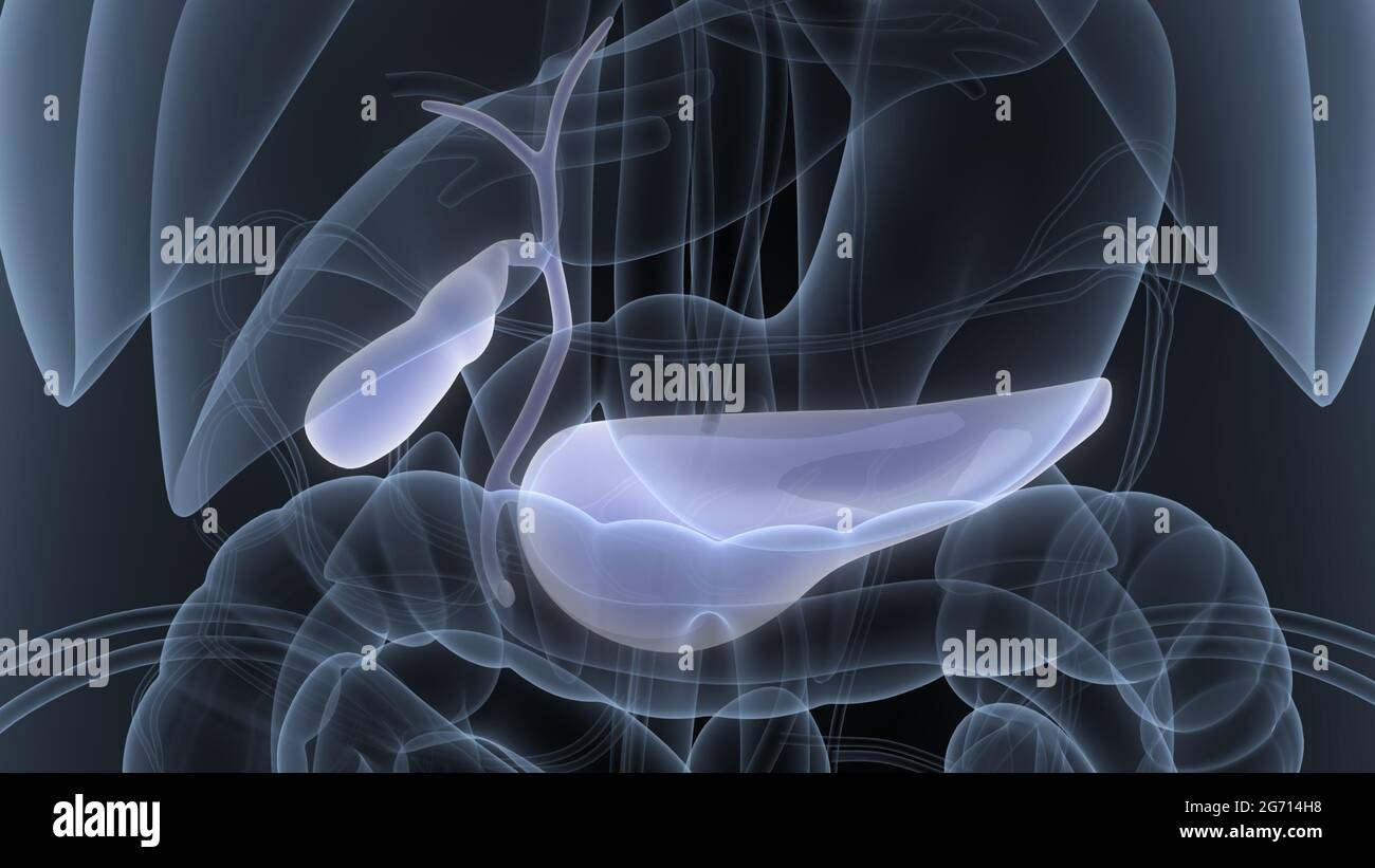 Organes internes humains pancréas avec vésicule biliaire Anatomie Banque D'Images