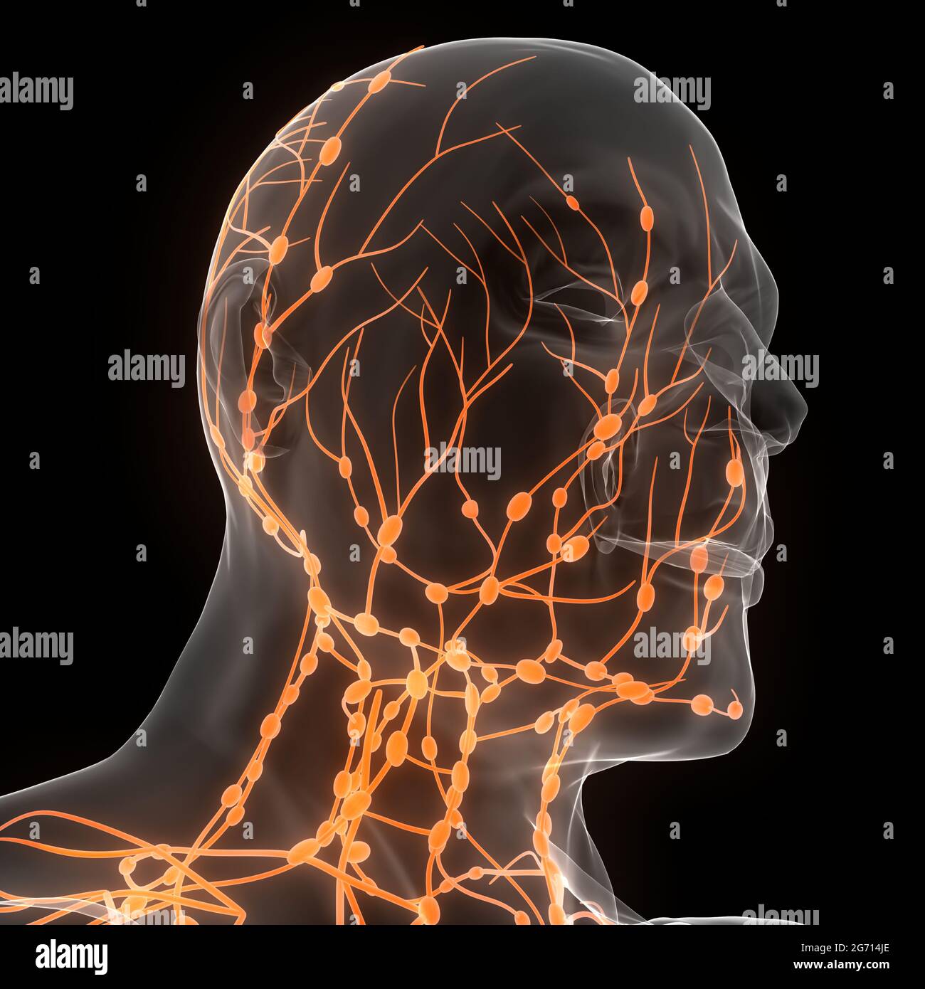 Anatomie des ganglions lymphatiques du système interne humain Banque D'Images