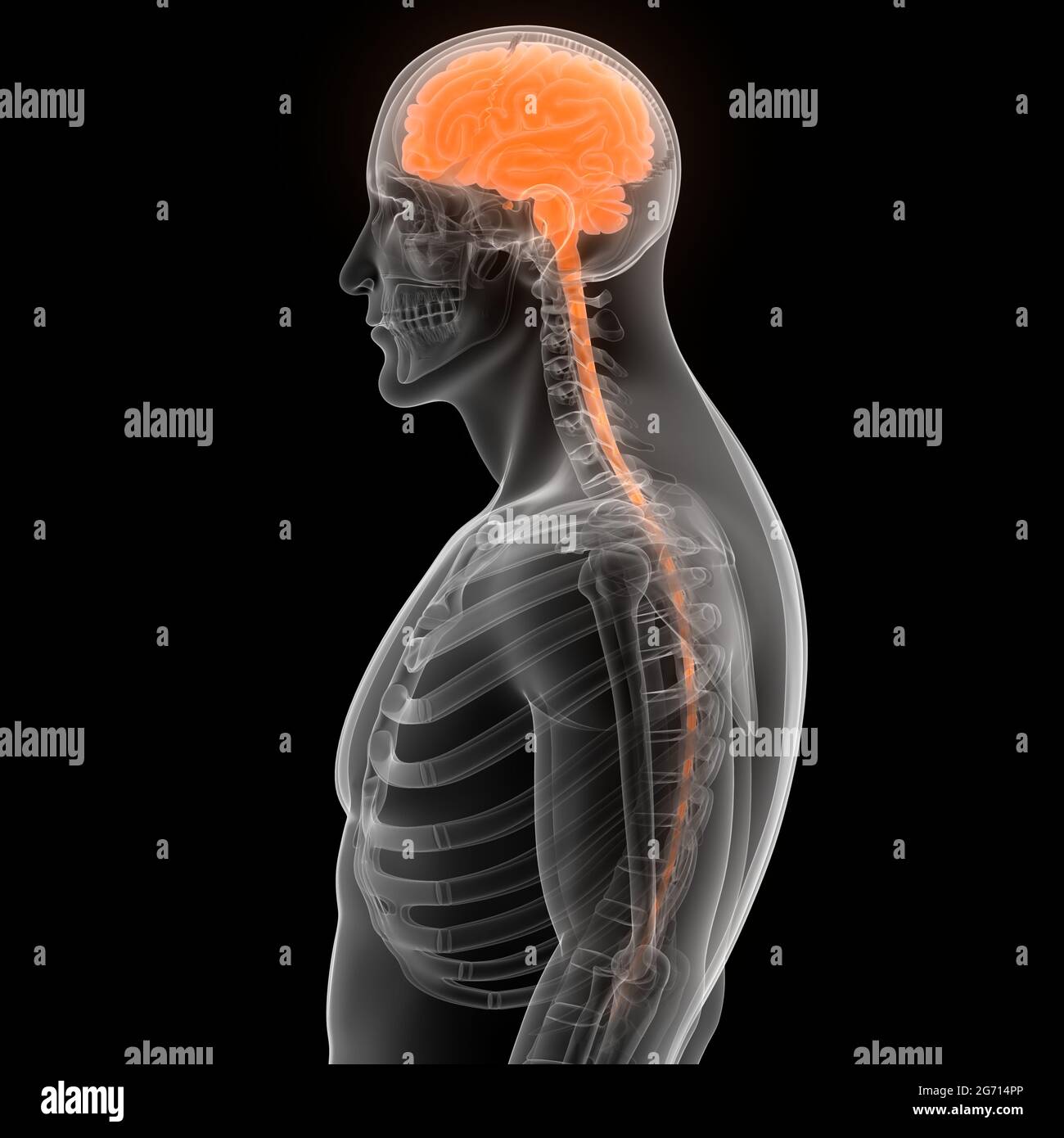 Organe central du système nerveux humain Brian Anatomy Banque D'Images