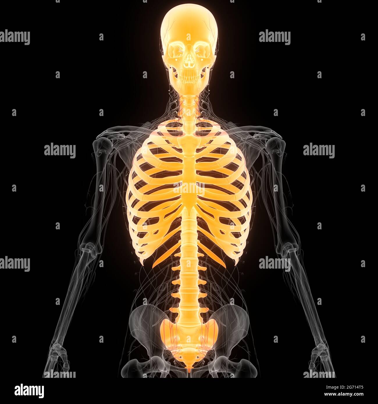 Anatomie Des Articulations Osseuses Du Squelette Axial Du Système De Squelette Humain Banque D'Images