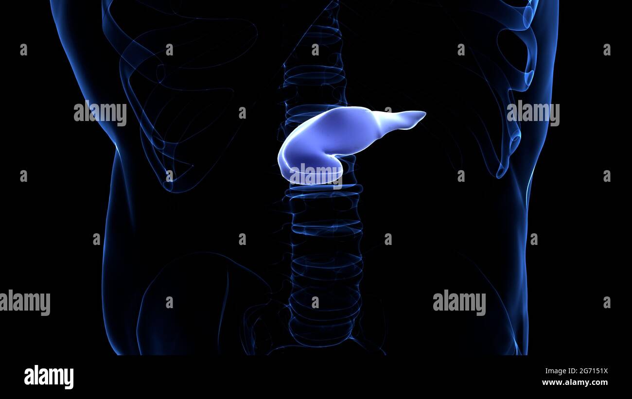 Organes internes humains pancréas avec vésicule biliaire Anatomie Banque D'Images