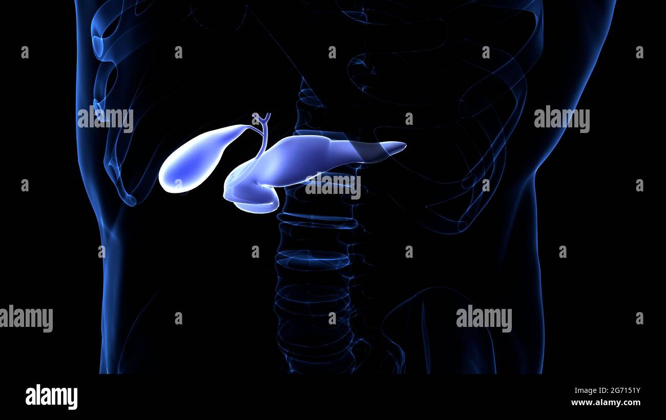 Organes internes humains pancréas avec vésicule biliaire Anatomie Banque D'Images