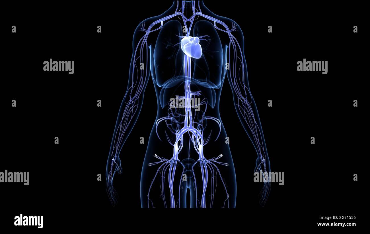 Système circulatoire de l'anatomie cardiaque Banque D'Images