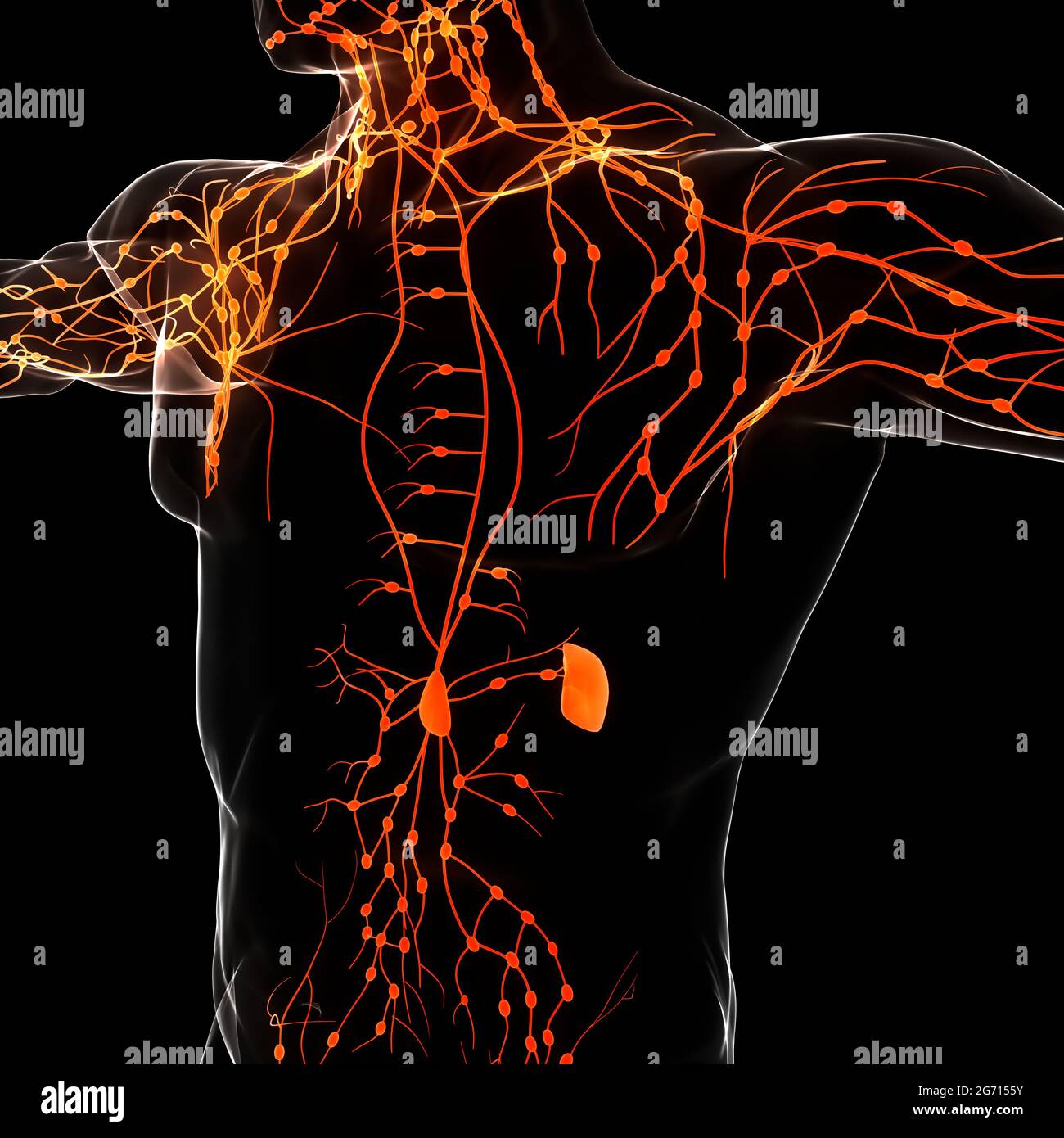 Système interne humain ganglions lymphatiques Anatomie Banque D'Images