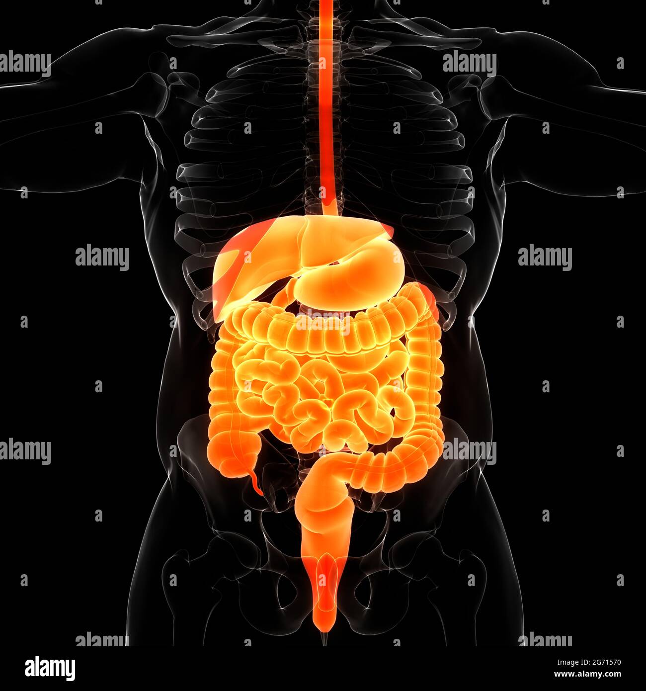 Anatomie du système digestif humain Banque D'Images