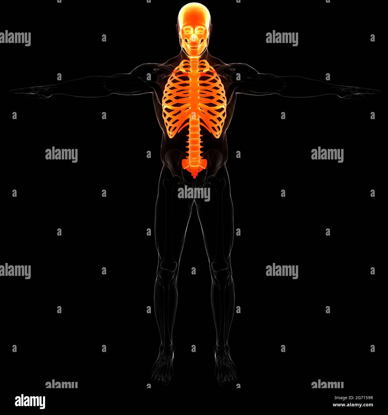 Anatomie Des Articulations Osseuses Du Squelette Axial Du Système De