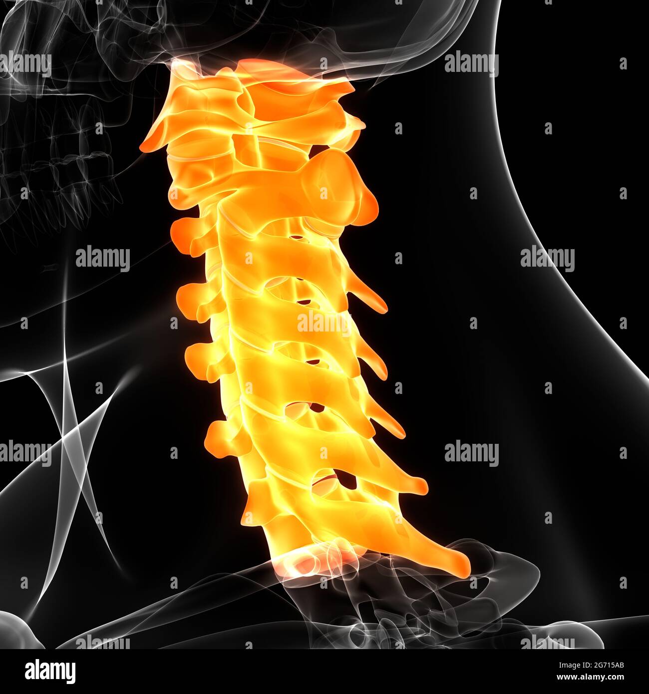 Colonne vertébrale de la moelle épinière vertèbres cervicales du système de squelette humain Anatomie Banque D'Images