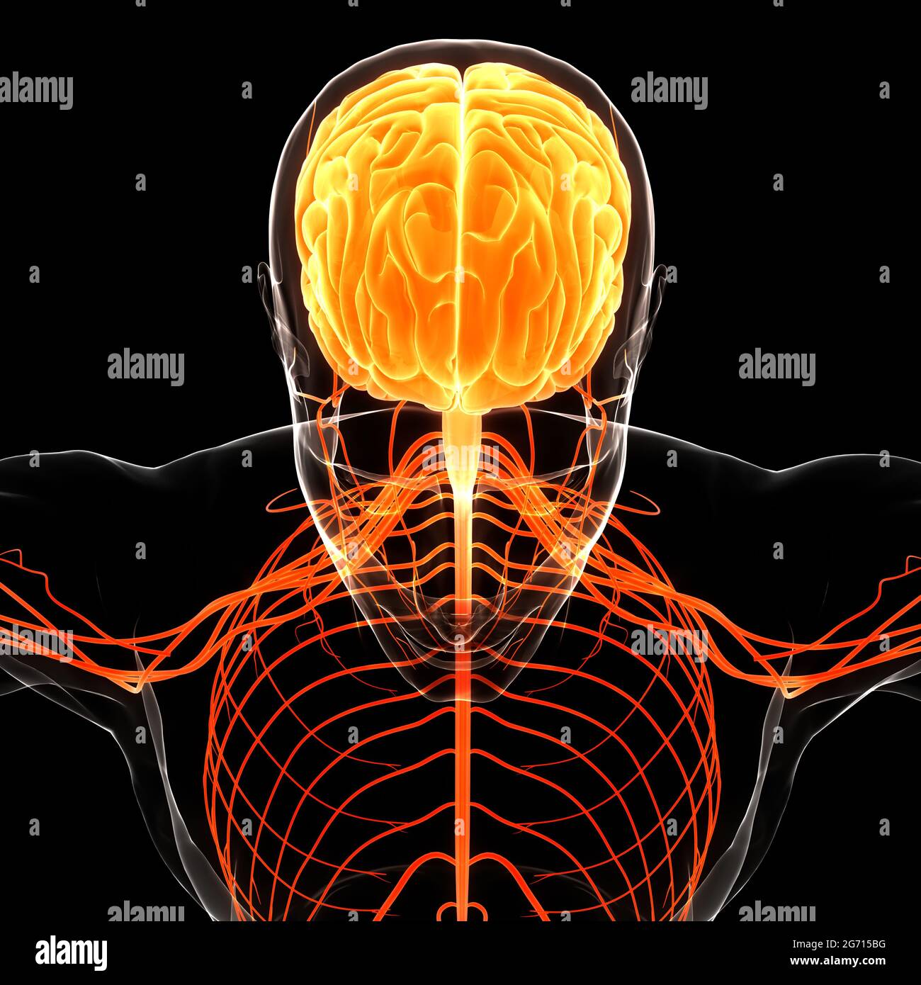 Organe central du système nerveux humain anatomie du cerveau Banque D'Images