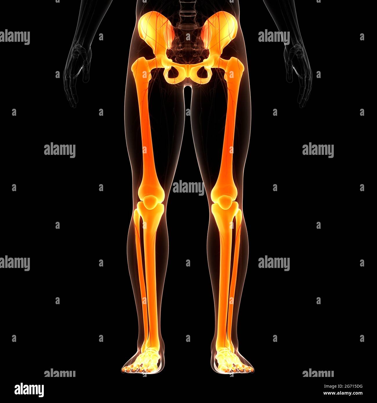 Système De Squelette Humain Membres Inférieurs Articulations Osseuses Anatomie Banque D'Images