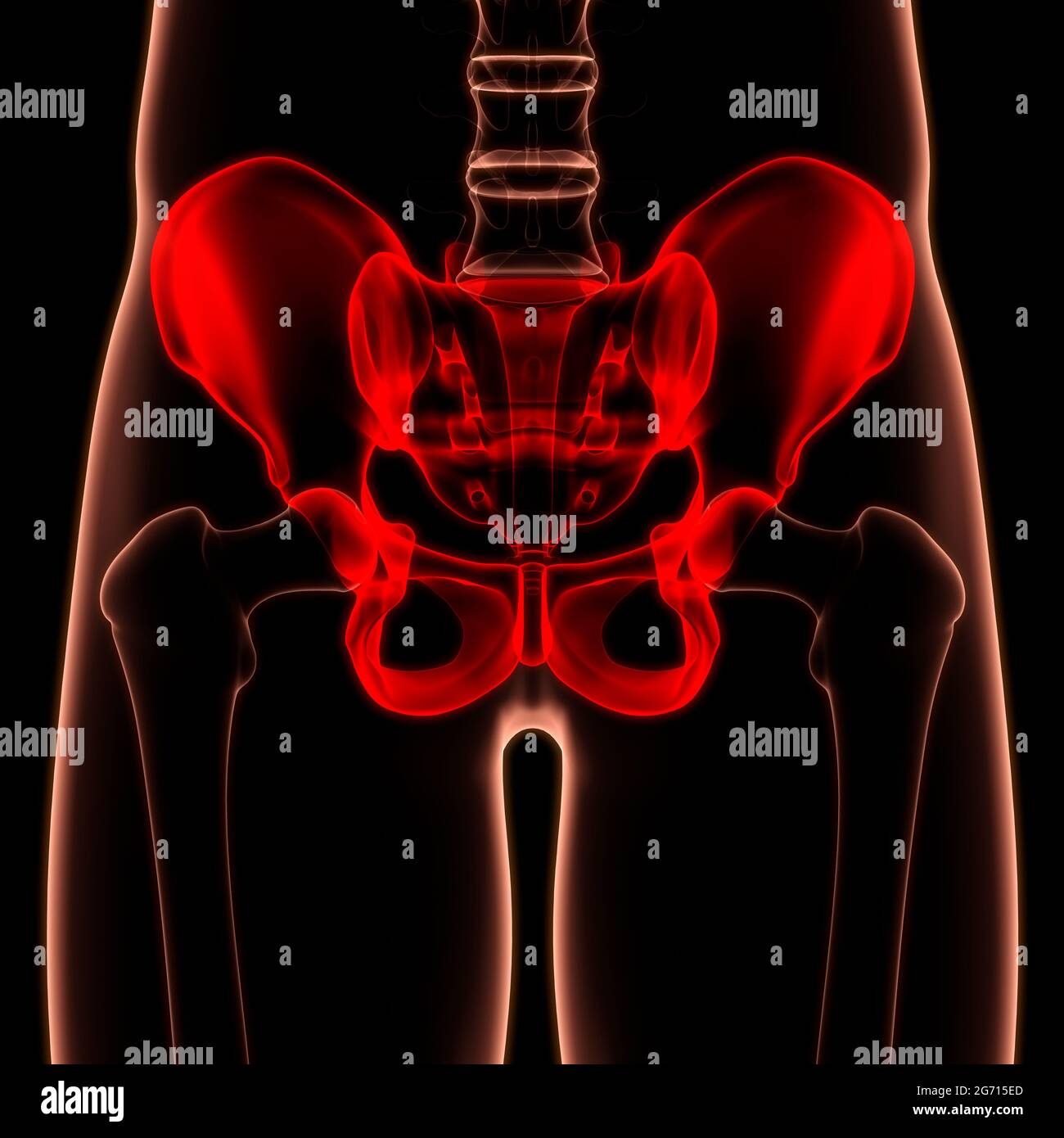 Système de squelette humain ceinture pelvienne articulations osseuses  Anatomie Photo Stock - Alamy