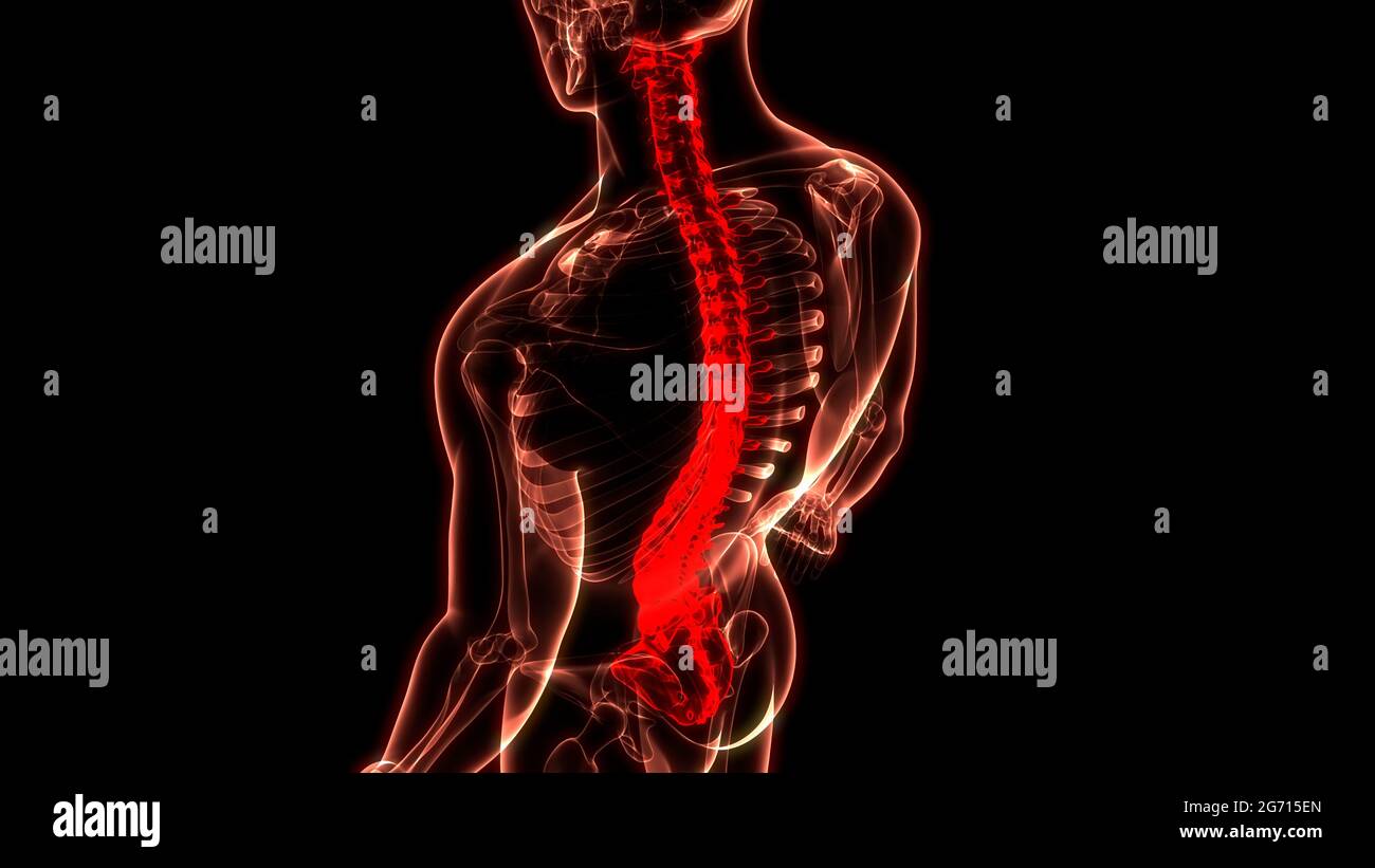 Colonne vertébrale de la moelle épinière du système de squelette humain Anatomie Banque D'Images