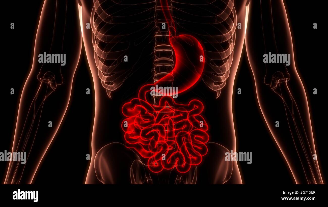 Anatomie du système digestif humain Banque D'Images