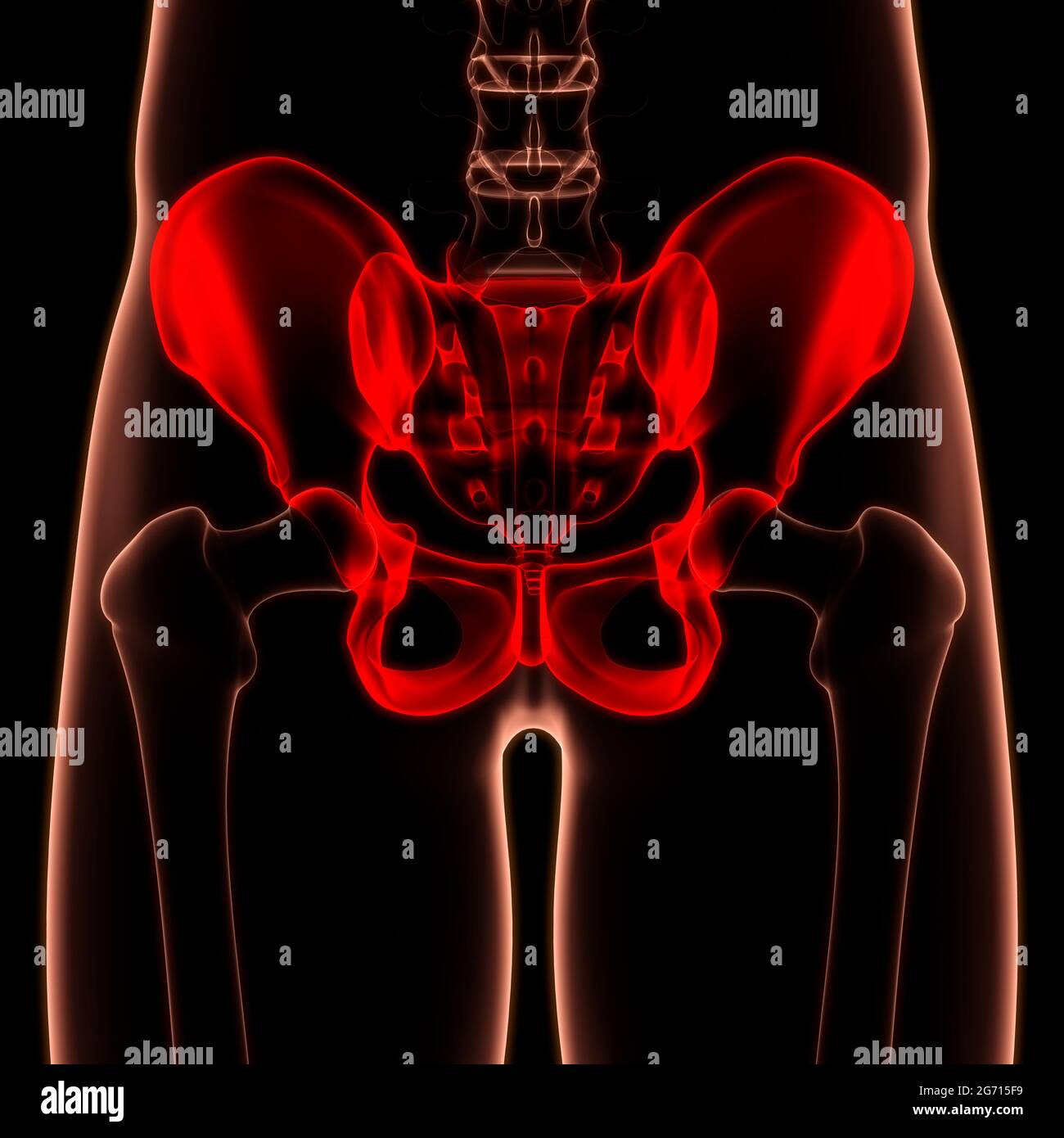 Système de squelette humain ceinture pelvienne articulations osseuses Anatomie Banque D'Images