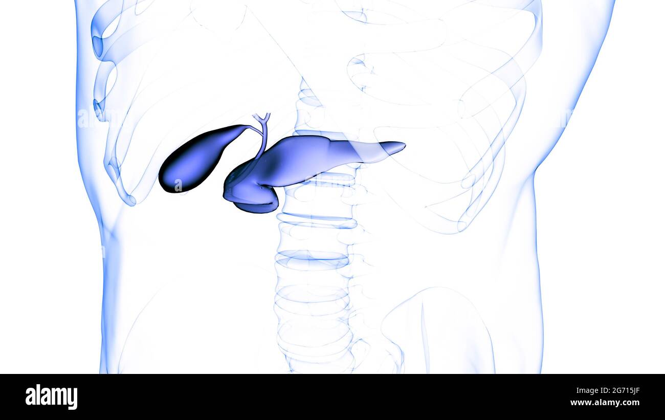 Organes internes humains pancréas avec vésicule biliaire Anatomie Banque D'Images