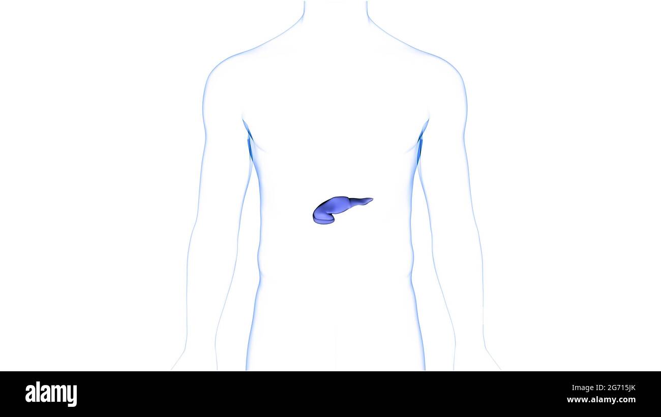 Anatomie interne du pancréas de l'organe humain Banque D'Images