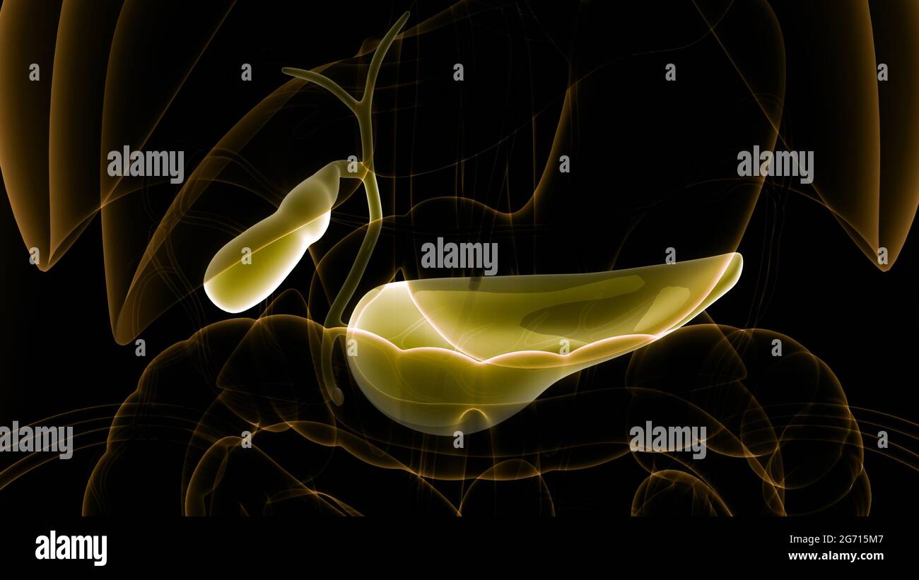 Organes internes humains pancréas avec vésicule biliaire Anatomie Banque D'Images