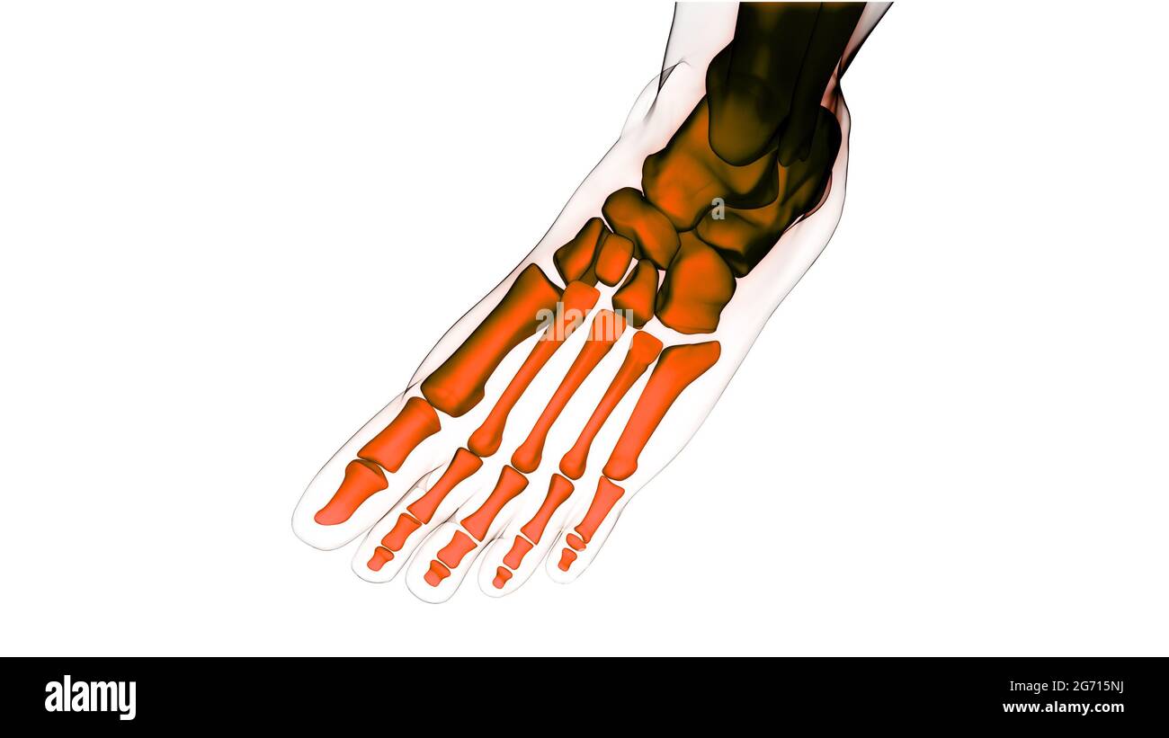 Système de squelette humain articulations osseuses des jambes Anatomie Banque D'Images