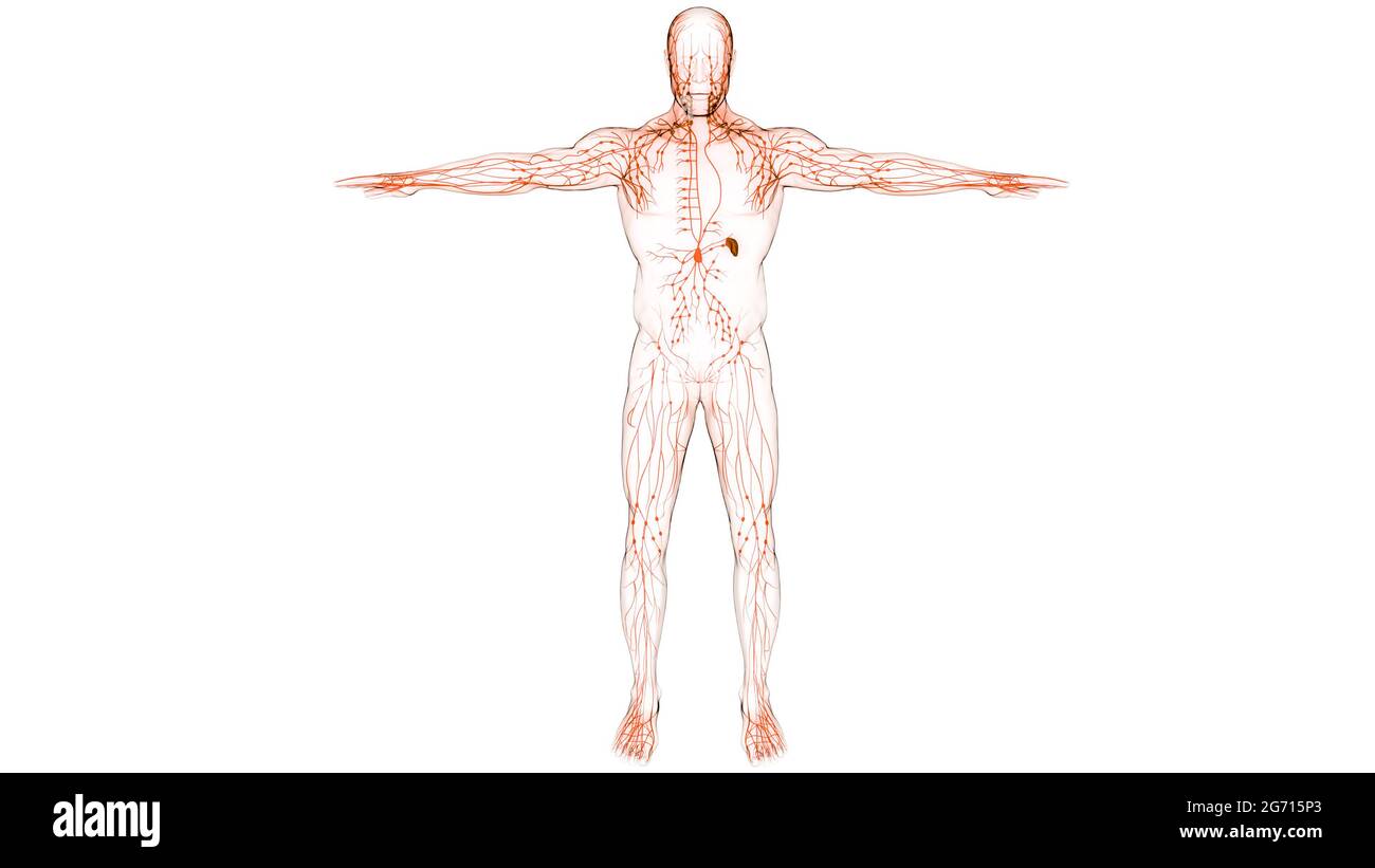 Système interne humain ganglions lymphatiques Anatomie Banque D'Images