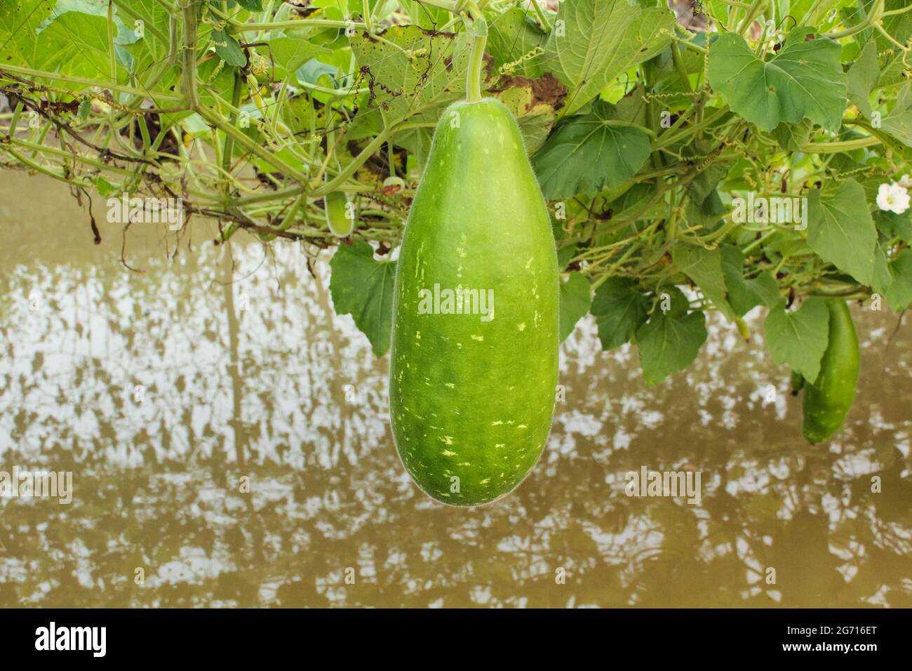 Gourde bouteille sur la plante, gourde bouteille ou calabash dans le domaine agricole, scène de culture de gourde bouteille.Nouveau concept d'agriculture Banque D'Images