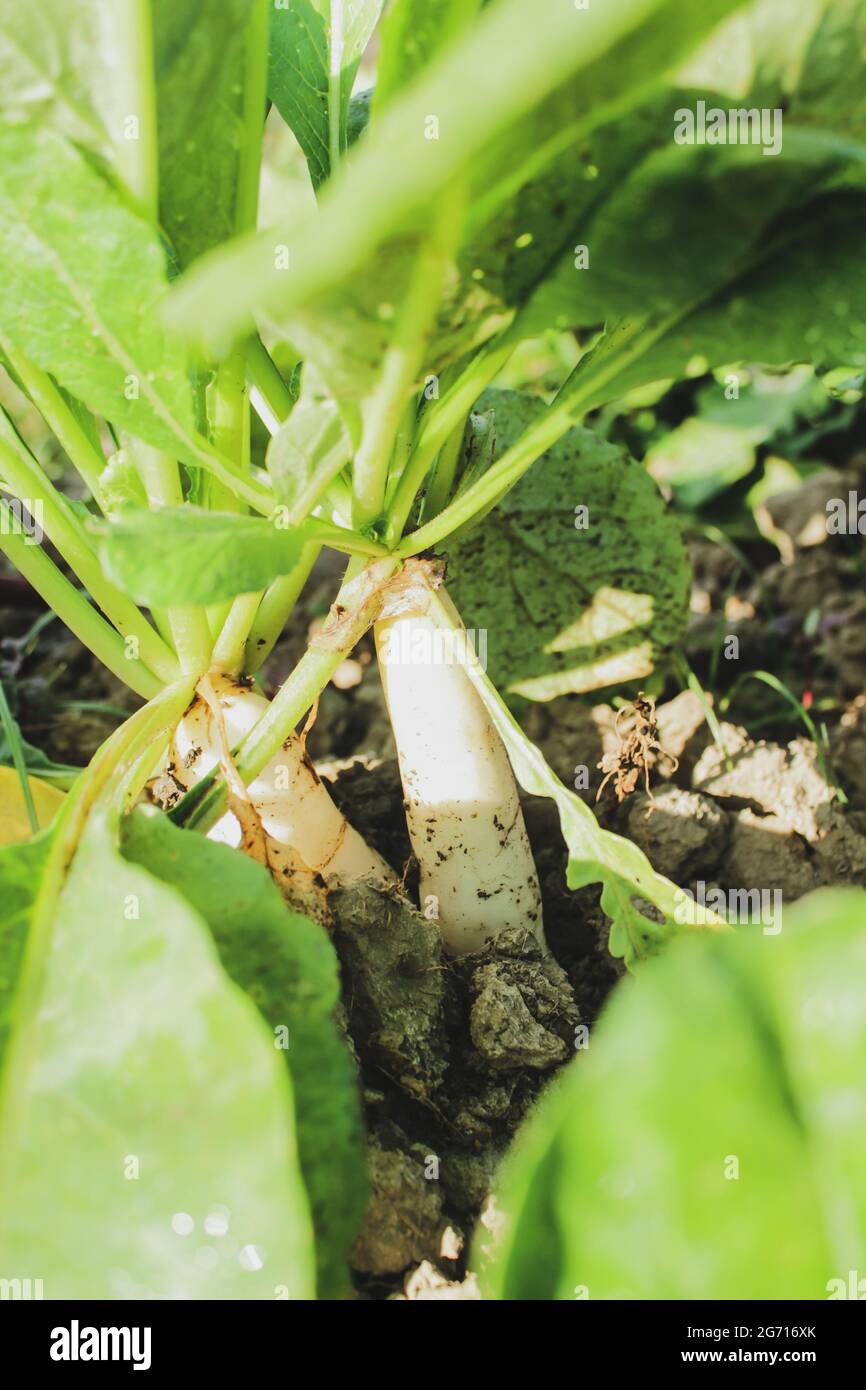 Radis daikon dans les champs de culture et de jour en jour Banque D'Images
