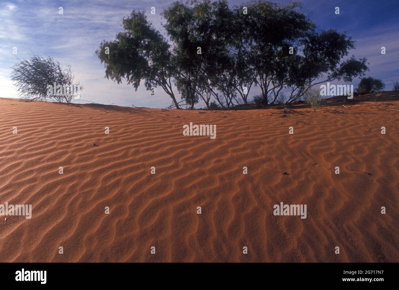 ONDES DE VENT DANS UNE DUNE DE SABLE ROUGE DANS LE DÉSERT DE SIMPSON, AUSTRALIE CENTRALE. Banque D'Images
