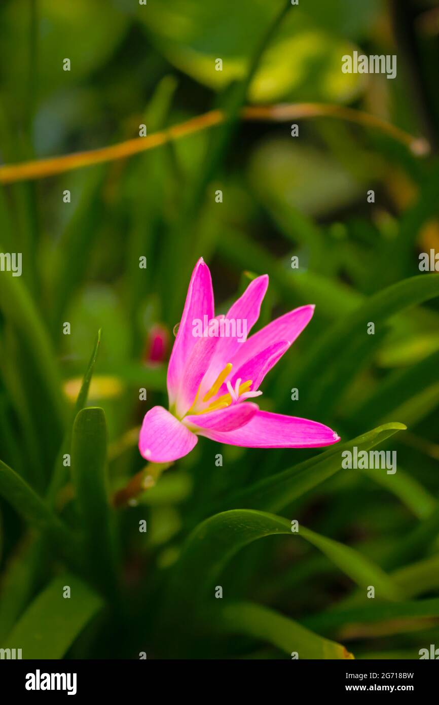 Belle fleur rose dans la maison de jardin.nouvelle image de stock Banque D'Images