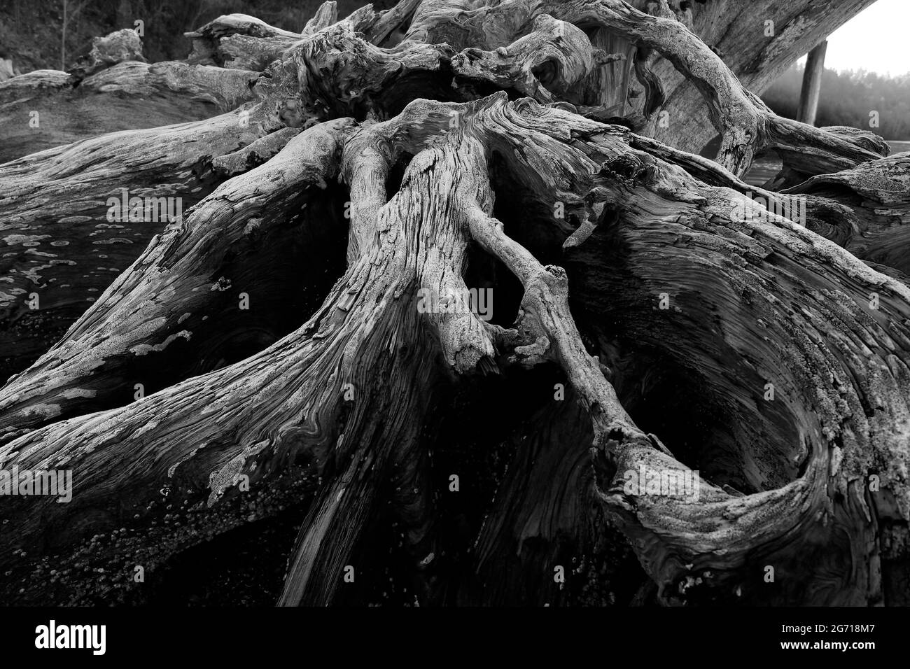 Une photo extérieure d'un vieux conifères de croissance du nord-ouest du Pacifique se forme sur le rivage Banque D'Images